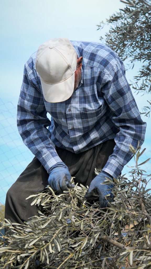 elderly-man-harvesting-olive-branches-outdoors-29505946 An elderly man in a plaid shirt and cap harvesting olive branches, outdoors, in sunlight.